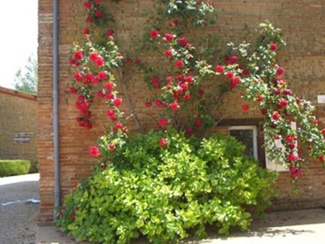 Bed and Breakfast Le Platane Lafrancaise Екстер'єр фото