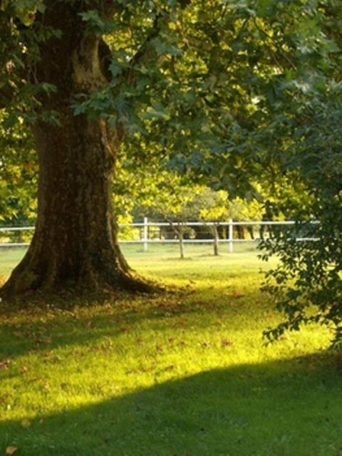 Bed and Breakfast Le Platane Lafrancaise Екстер'єр фото